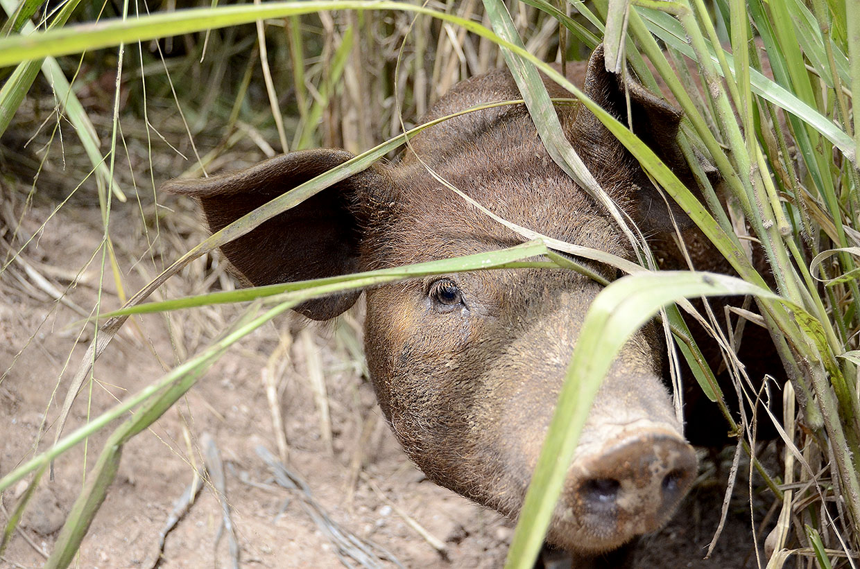 Prefeitura apreende criação irregular de porcos em situação de maus-tratos