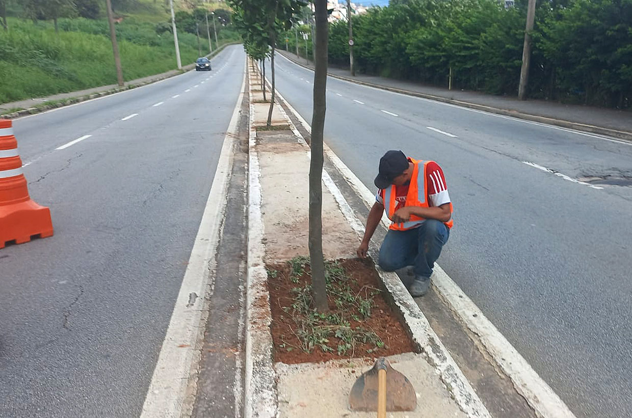 Unidade de Meio Ambiente realiza plantio na Avenida Duque Caxias