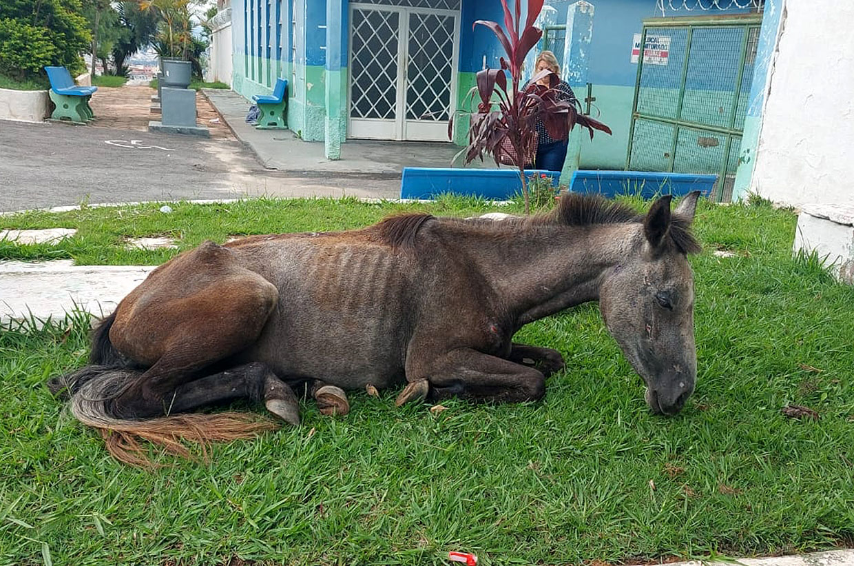 Equipe do Bem Estar Animal resgata de cavalo abandonado
