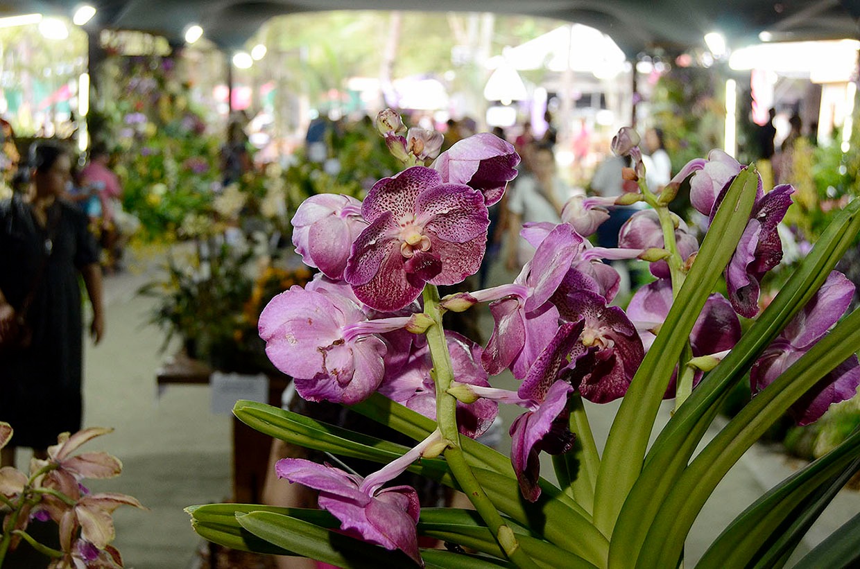 Festa das Orquídeas 2023 une culinária, música, espaço kids e muita diversão para os visitantes