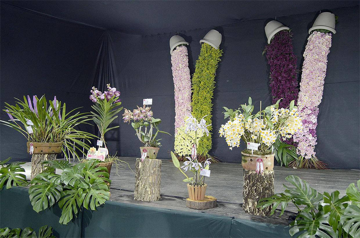 Confira as orquídeas premiadas no Concurso da Festa das Orquídeas